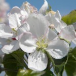 Apple tree bloom Hinton's Orchard