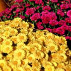 Hintons Fall Mums