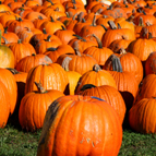 Hintons Fall Pumpkins