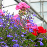 Spring Annuals and Perennials