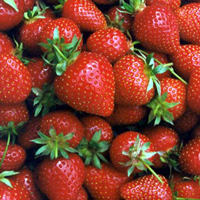 Hintons Spring Strawberries