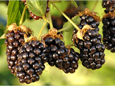 Summer Berries at Hintons Orchard