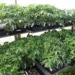 Tomatoes Tomatoes